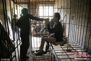 铁笼图片,探索现代工业与生活融合的奇妙空间