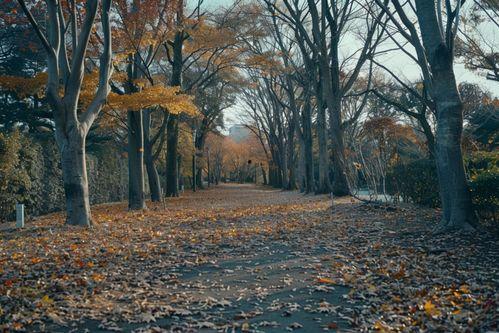 落叶满地图片,落叶铺就的金色地毯