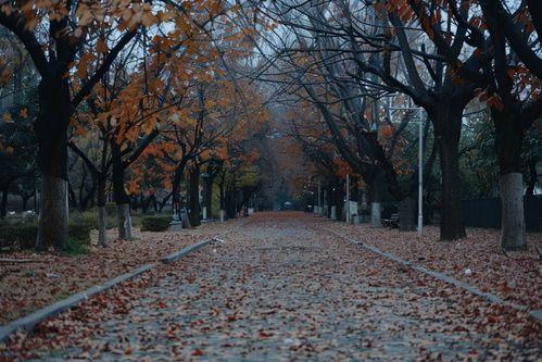 落叶满地图片,落叶铺就的金色地毯