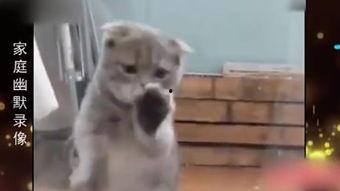 非你莫属最搞笑视频,年度搞笑视频大盘点！