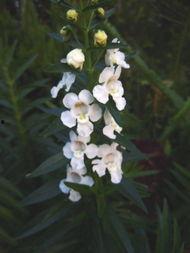 小天使花图片,绽放自然之美，传递生命奇迹