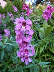 小天使花图片,绽放自然之美，传递生命奇迹