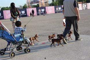 拉狗车图片,城市街头的人文风景线